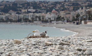 Ce goéland a profité d'un calme inhabituel sur la promenade des Anglais pour y couver ses œufs