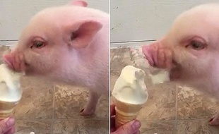 L'animal venait tout juste de se réveiller...