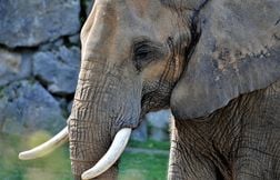 Un touriste s’amuse à verser de la bière dans la trompe d’un éléphant
