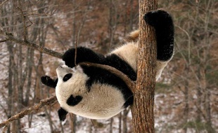 Un panda de la base de Qinling, en Chine.