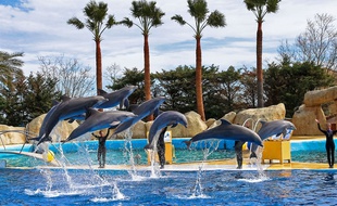 Spectacle de dauphins au Marineland d'Antibes. (Illustration)