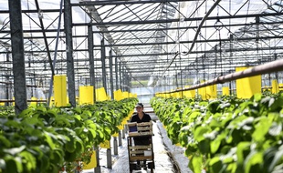 Des plantations de fraises, à Saint-Pryve-Saint-Mesmin (image d'illustration).