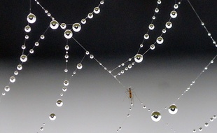 Des chercheurs ont découvert que les araignées attiraient leurs partenaires avec des vibrations de leurs toiles