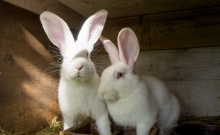 Des lapins blancs. Illustrations.