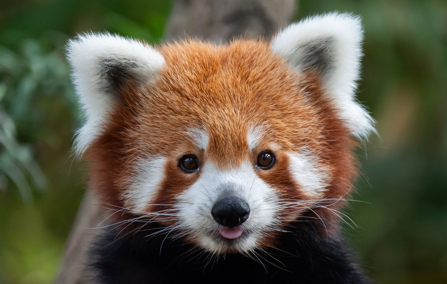 Tara, la femelle panda roux du parc zoologique de Lyon, était arrivée en 2013 dans le cadre d’un programme de préservation de cette espèce menacée d’extinction.