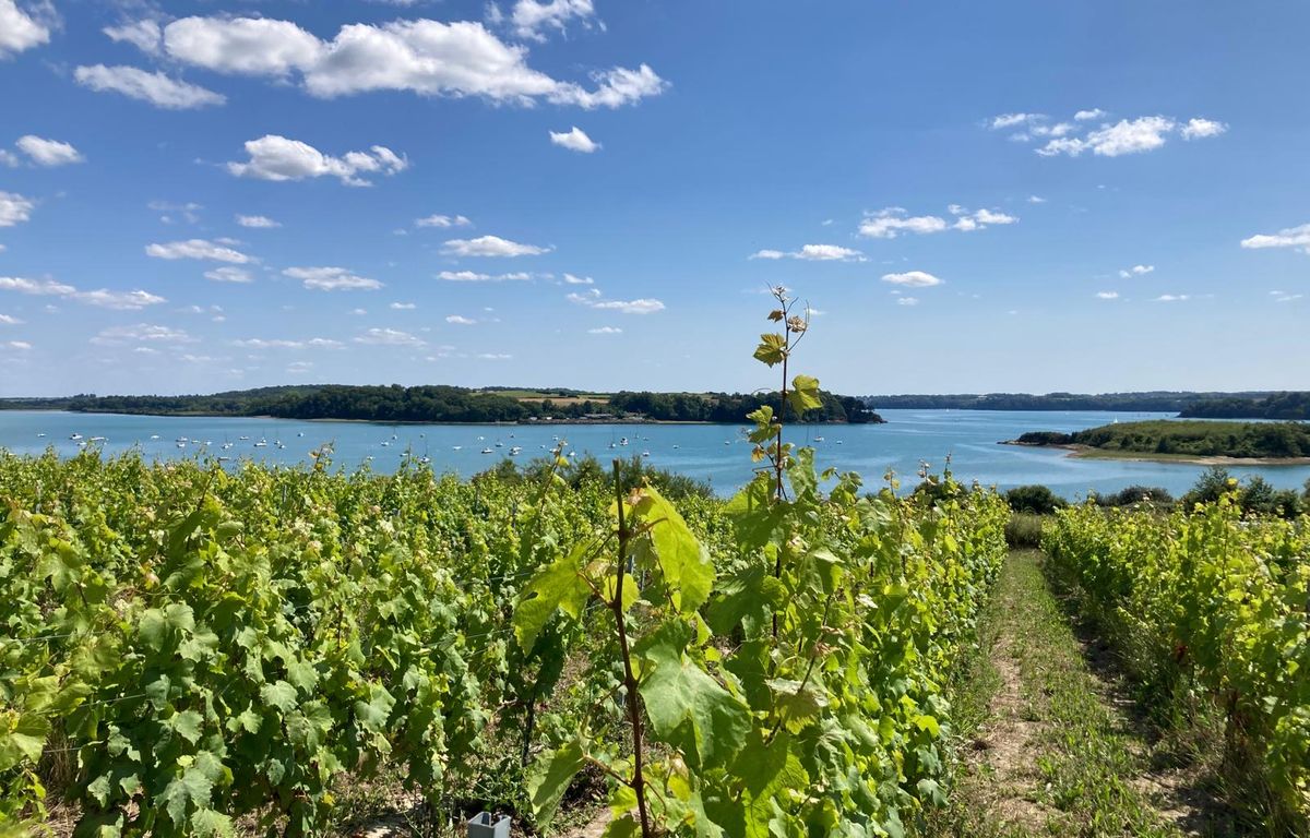 Dordogne : De jeunes gendarmes s'improvisent viticulteurs pendant une journée