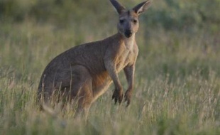 Des scientifiques australiens essaient de transplanter une bactérie propre aux kangourous dans l'estomac des moutons et des bovins afin que leurs flatulences ne contiennent plus de méthane, qui favorise le réchauffement climatique.
