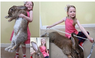 Le plus gros lapin du monde.