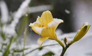 Une fleur sous la neige. (Illustration)