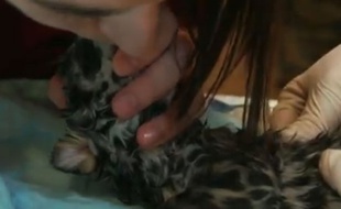 Capture d'écran du bouche à bouche pratiqué par un vétérinaire sur un bébé jaguar mort-né