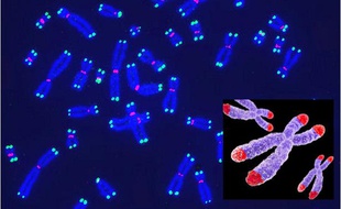 Des chromosomes et des télomères, à leur extrémité, impliqués dans le processus du vieillissement.