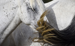 Un cheval (illustration)