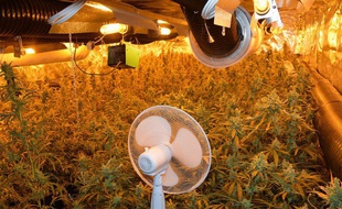 Une plantation de 1.000 plants de cannabis découverte à Roubaix.