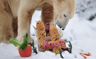 L'ours Knut célèbre son 4e anniversaire au zoo de Berlin, Allemagne, le 5 décembre 2010.