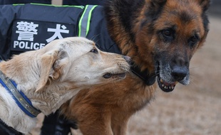 Chiens de la police chinoise. Illustration.