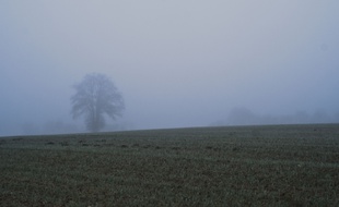 Un champ dans le brouillard. Illustration.