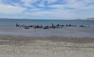 Les baleines se sont échouées à Ensenada, au Mexique.