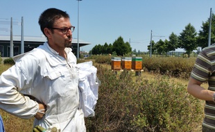 Strasbourg, le 7 juillet 2015 : La CTS lance sa production de miel