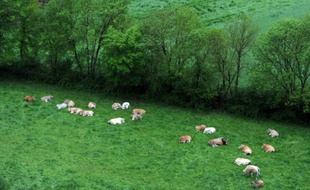 Des vaches ruminent dans un pré près de la Sèvre nantaise, le 3 mai 2015 à Mortagne-sur-Sèvre, en Vendée