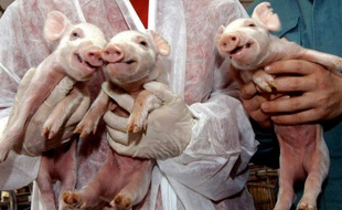 Des chercheurs chinois tiennent des porcelets clonés à Harbin, le 26 décembre 2006