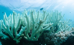 La Grande Barrière de corail est menacée par le réchauffement climatique. (image d'illustration)