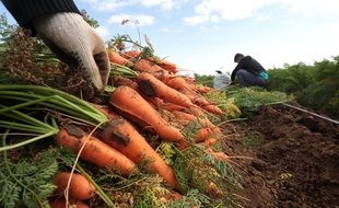 Illustration de carottes posées dans un champ lors d'une récolte.