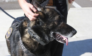Illustration chien policier