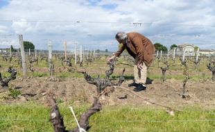 Vignes affectées par le gel à Saint-Émilion (Gironde)