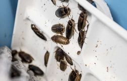 Une boucherie de Bezons infestée de blattes fermée par le préfet