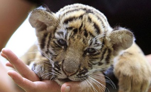 Un bébé tigre. Illustration.
