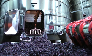 Lorsqu'il se lance, le jeune vigneron doit savoir s'il veut produire un rouge, un blanc ou un rosé.