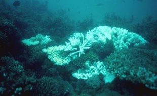 L'Unesco a exhorté samedi l'Australie à prendre des mesures urgentes pour protéger la Grande barrière de corail du boom de l'exploitation minière et du gaz, menaçant de l'ajouter à la liste des sites "en danger" du patrimoine de l'humanité.