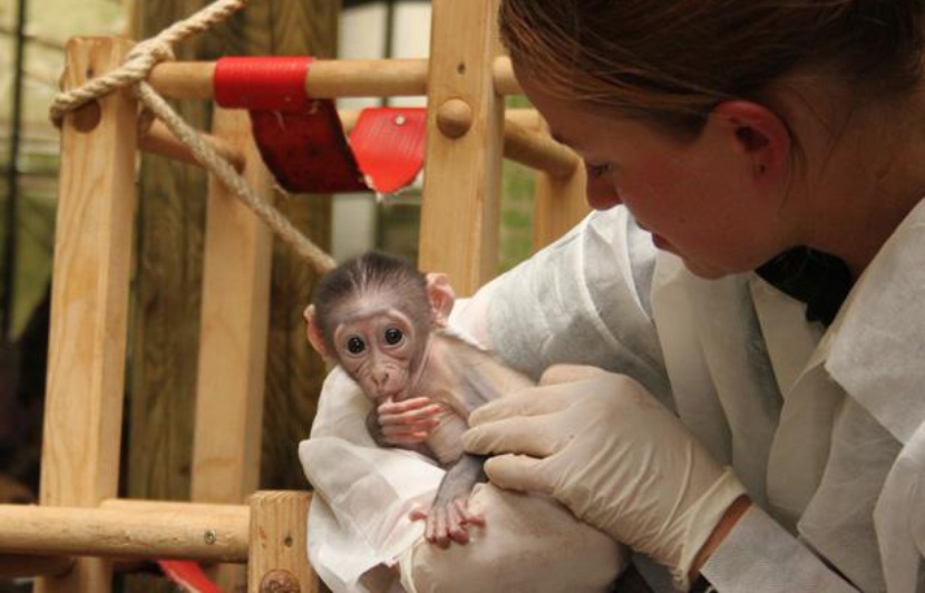 Video Loango Le Petit Singe Qui Fait Craquer Le Tout Paris