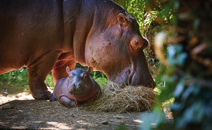 Un hippopotame est né au zoo de la Flèche