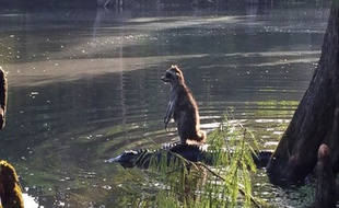 Plutôt courageux ce raton-laveur !
