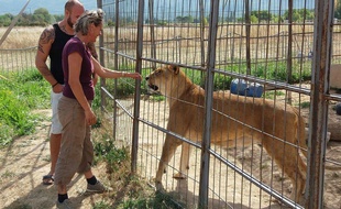 Thomas, Sandrine et leur lionne Masaï, âgée de 11 ans et qui souffre d'une hernie discale.