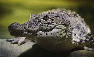 Crocodile, illustration.