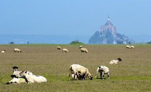 Au pied du Mont-Saint-Michel, les agneaux ont la belle vie.
