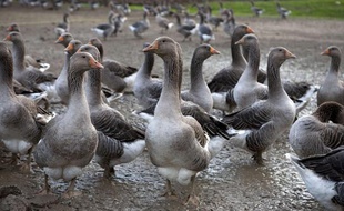 Une ferme d'oies destinées à la fabrication du foie gras, dans le Gers.