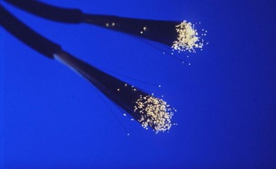 Un câble de fibre optique.