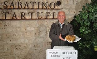 Capture d'écran du site Internet Sabatino Truffle, qui présente la plus grosse truffe blanche jamais découverte, le 3 décembre 2014.
