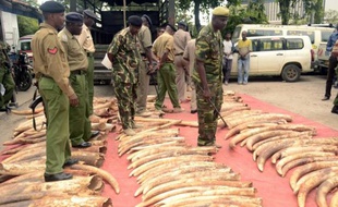 La police kenyanne présente le 5 juin 2014 302 pièces d'ivoire, dont 228 défenses d'éléphants, saisies dans le port de Mombasa