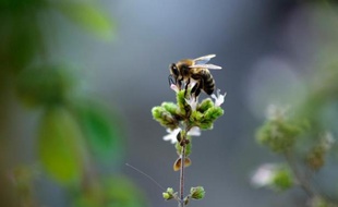 Les abeilles osmies travaillent mieux que les mellifères (illustration).