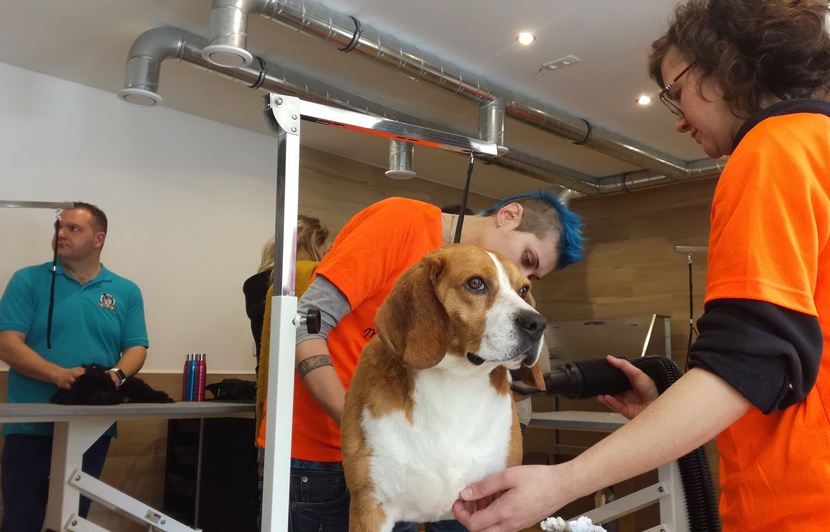 Marseille La Spa Ouvre Un Spa Pour Les Chiens Abandonnes Marseille La Spa Ouvre Un Spa Pour Les Chiens Abandonnes
