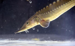 Le Fonds mondial pour la nature (WWF) lâche quelque 5.000 esturgeons dans le Danube en Bulgarie, dans le cadre d'une opération de repeuplement de cette espèce menacée