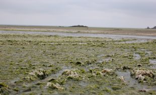 La plage de la Grandville, à Hillion, ici recouverte d'algues vertes en juin 2021.