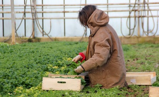 Illustration d'une agricultrice cueillant de la mâche, ici près de Rennes.