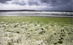 Les algues vertes ont proliféré en juin sur les plages du Finistère, comme ici à Douarnenez.