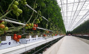 Huit hectares de serres de tomates sont chauffées grâce au centre de stockage des déchets de Lapouyade, en Gironde.