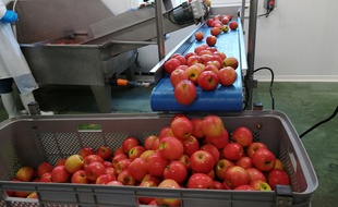 Parfois, il suffit juste que l'ordinateur estime que la couleur d'un fruit n'est pas assez éclatant pour le déclasser.